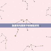 属猪的与属耗子的婚配好吗，属鼠和属猪的相配吗
