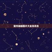 室内绿植图片大全及花名，求植物花卉名称，看图辨别花名