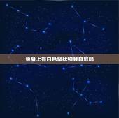 鱼身上有白色絮状物会自愈吗，鱼身上有个小白点 白色絮状物是什么病