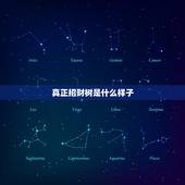 真正招财树是什么样子，鸭脚木长得很慢，用什么方式施肥能使鸭脚木长得更快