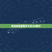 发财树盆景图片大全360图片，发财树有几种图片？