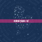 巴西龟不能养一对，养巴西龟有什么禁忌？