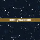 家里种什么花比较旺财顺利，室什么花最好 家里养什么植物旺财