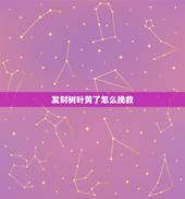 发财树叶黄了怎么挽救，发财树叶黄掉叶怎么补救