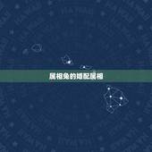 属相兔的婚配属相，属兔的什么属相的对象最好