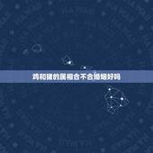 鸡和猪的属相合不合婚姻好吗，男马女蛇婚姻最终结局