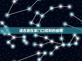适合放在家门口招财的植物，客厅放什么植物招财