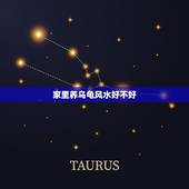 家里养乌龟风水好不好，家里养五只乌龟风水好吗？