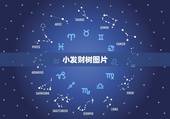 小发财树图片，小发财树一般的用什么土呢为什么总也养不好