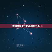 财神鱼身上长白毛病怎么办，发财鱼身体发白如何处理？