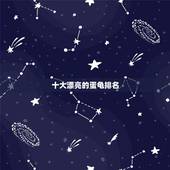 十大漂亮的蛋龟排名，长得最快的龟排名？