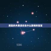 属鼠的夫妻适合生什么属相的宝宝，属相-两个属鼠的人生个什么属相的宝宝好