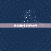 属虎遇到牛年运气如何，虎人见牛年运程