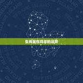 生肖鼠在鸡年的运势，鸡年已时生的，鼠，相是龙还是什么