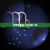 巴西龟要养一只还是一双，小巴西龟只养一只可以吗