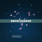 属猪农历几日出生富贵命，几月出生的猪终身命好