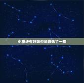 小猫还有呼吸但是跟死了一样，小猫 四肢僵硬，呼吸困难，像死猫一样！