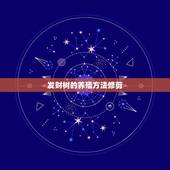 发财树的养殖方法修剪，大发财树怎么修剪枝叶