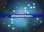 最好看最好养的龟是什么，家庭适合养什么龟最好