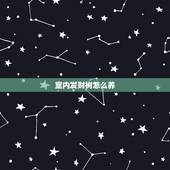 室内发财树怎么养，发财树没根怎么养啊
