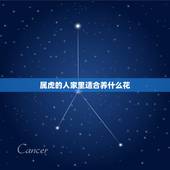 属虎的人家里适合养什么花，属虎的养什么花带来好运