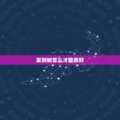 发财树怎么才能养好，发财树要怎么才能养活？