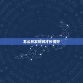怎么种发财树才长得好，发财树冬季怎么养才长得好