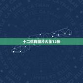 十二生肖图片大全12张，十二生肖图片大全大图单个
