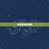 中华草龟怎样养，中华草龟干养还是水养