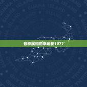 各种属相的幸运花1977，农历1977年11月10日，属相是什么，什么