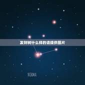 发财树什么样的请提供图片，大家谁知道发财树的牙什么样子啊？最好有图片的