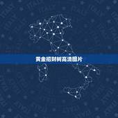黄金招财树高清图片，黄金发财树的养殖方法？
