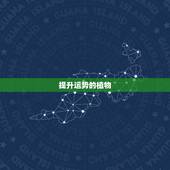 提升运势的植物，十二生肖养什么植物可以旺财