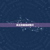 真正的摇钱树图片，摇钱树品种有哪些图片
