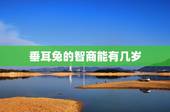 垂耳兔的智商能有几岁，侏儒兔的智商能有几岁