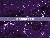 杀死老鼠最有效的  ，杀老鼠的更好办法