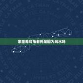 家里养乌龟老死是因为风水吗，风水角度来看 养龟养几只好？ 养什么龟好？