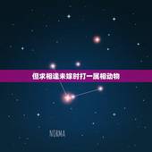 但求相逢未嫁时打一属相动物，谜语大全：恨不相逢未嫁时