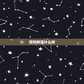 招财树是什么树，发财树的花语是什么，发财树的花语和传说/寓意着发财