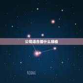 公司适合摆什么绿植，公司放什么植物好？