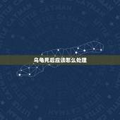 乌龟死后应该怎么处理，小乌龟死后该怎么办