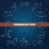发财树新长的叶子发黄，我的发财树是怎么回事儿？怎么新长出的叶子就黄了？