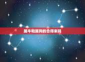 属牛和属狗的合得来吗，属牛的婚姻配对更佳