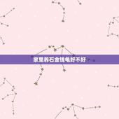 家里养石金钱龟好不好，家中养石金钱龟注意事项