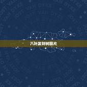 八叶发财树图片，发财树根部长出一个大球已经出土面挺高了，怎么回事啊？