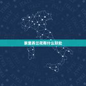 家里养兰花有什么好处，家里适合养什么花？