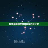 属猪和属狗生属啥属相的孩子好，男属狗和女属虎配吗 详细