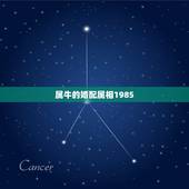 属牛的婚配属相1985，1985属牛女和1985年属牛男配吗？
