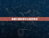 桌面小鱼缸养什么鱼好养活，小鱼缸养哪种类型的金鱼比较容易成活，比较好养