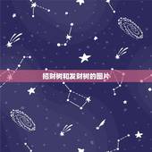 招财树和发财树的图片，发财树有几种，求图片